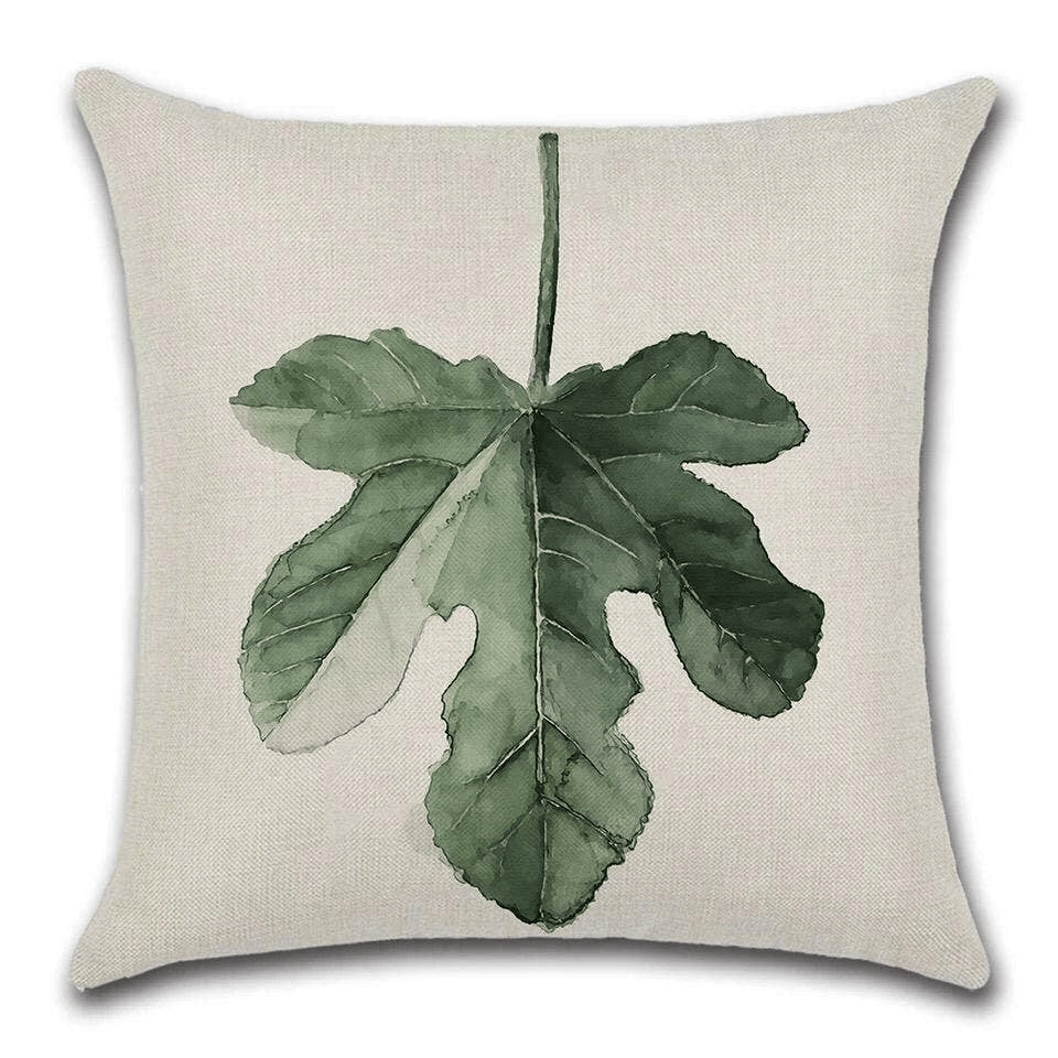 Cushion Cover Plant - Large Leaf  